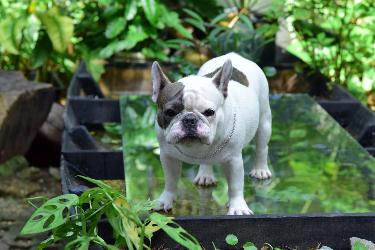 A white and grey French bulldog standing outdoors
