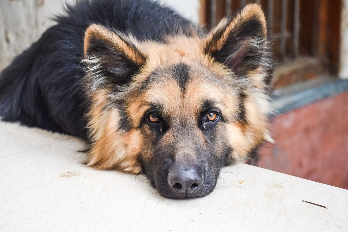 A German shepherd resting its head on a low wall
