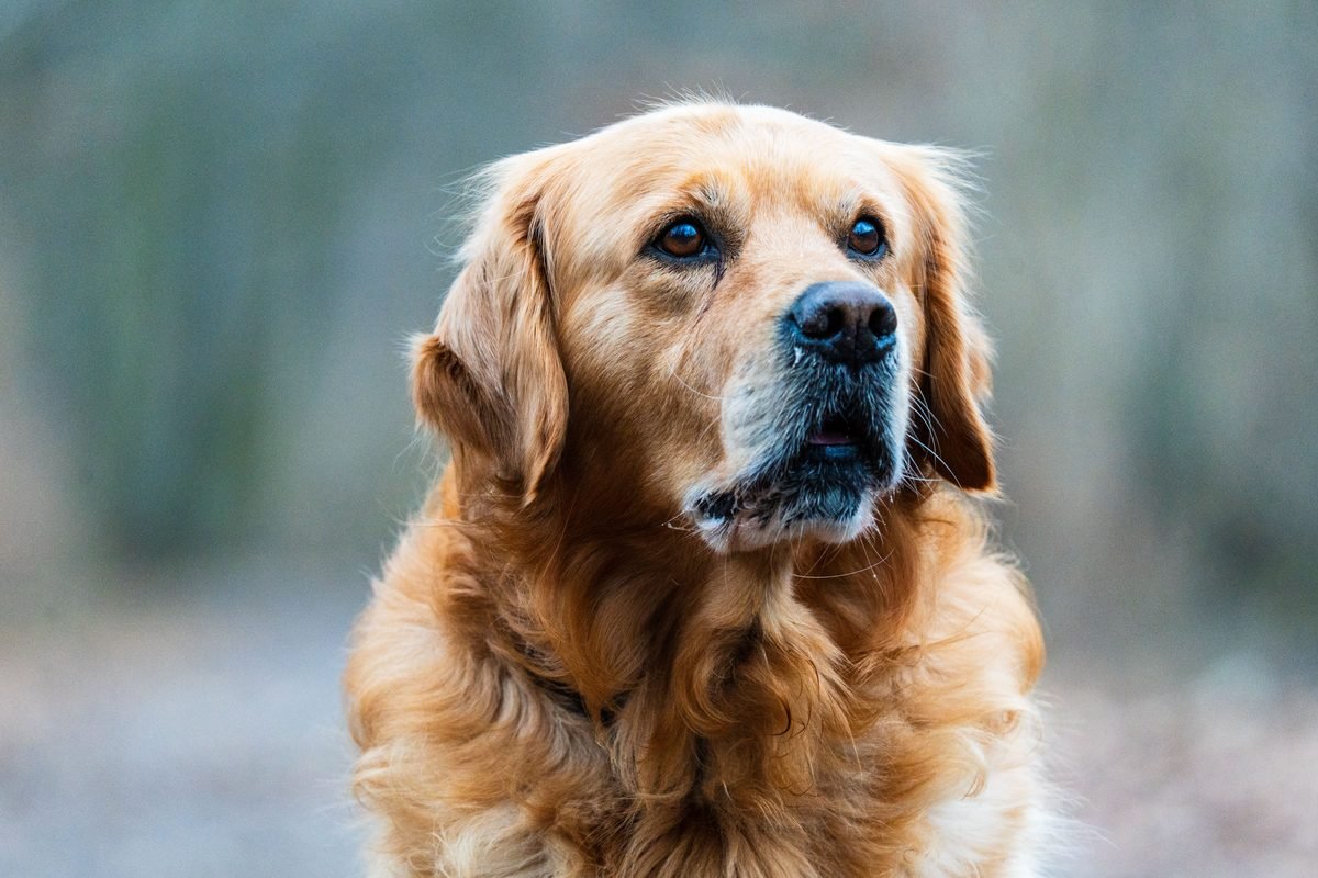 A golden retriever looking towards the camera