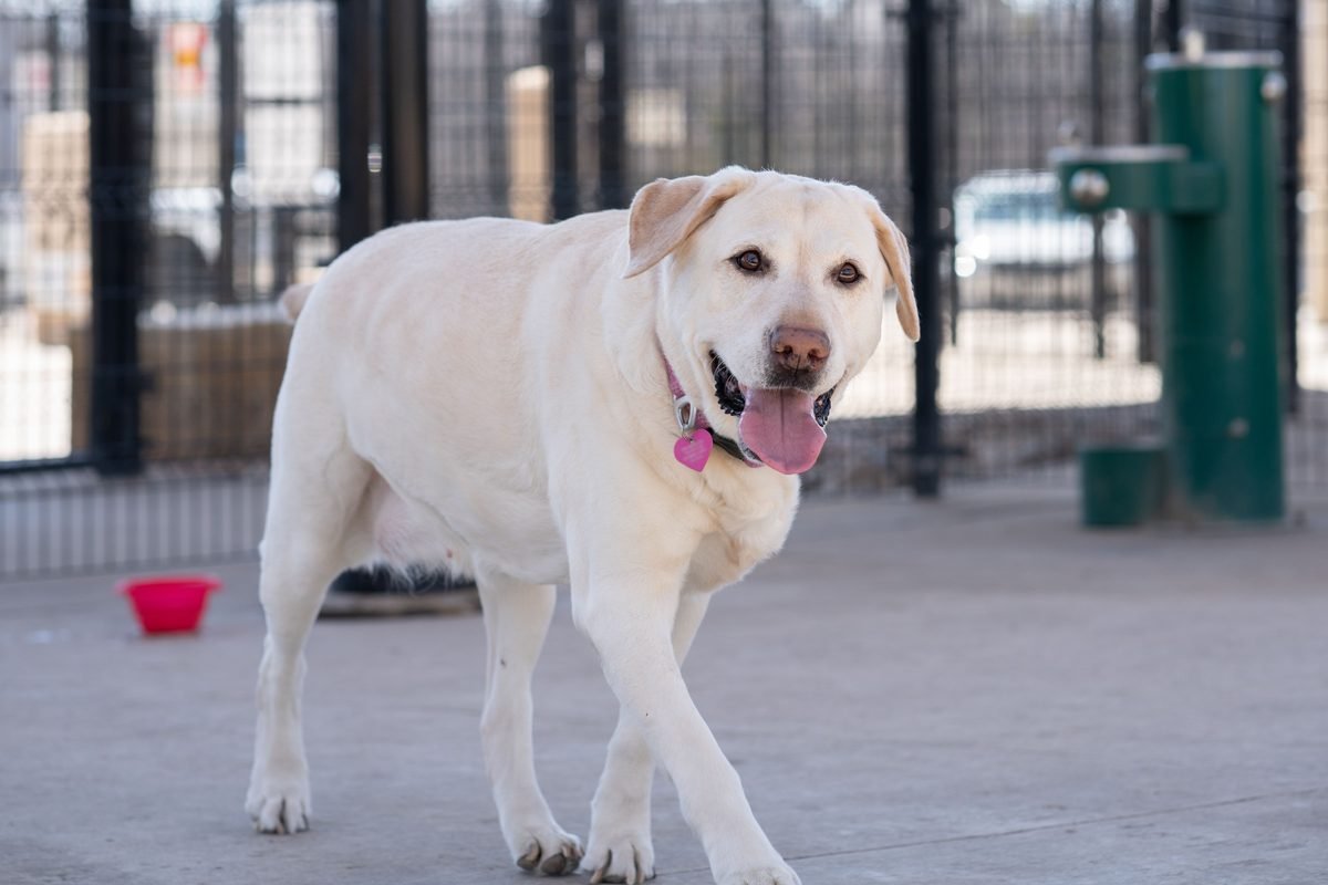 A yellow Labrador retriever standing outdoors