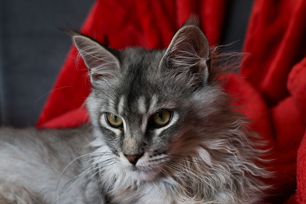 A grey Maine Coon cat with tufted ears facing the camera