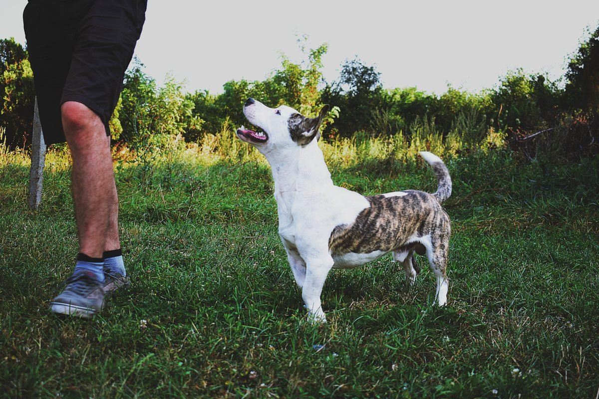 A dog jumping up towards its owner in a field