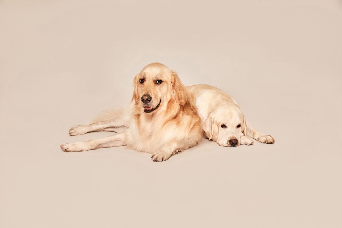 An adult golden retriever lying beside a young puppy of the same breed