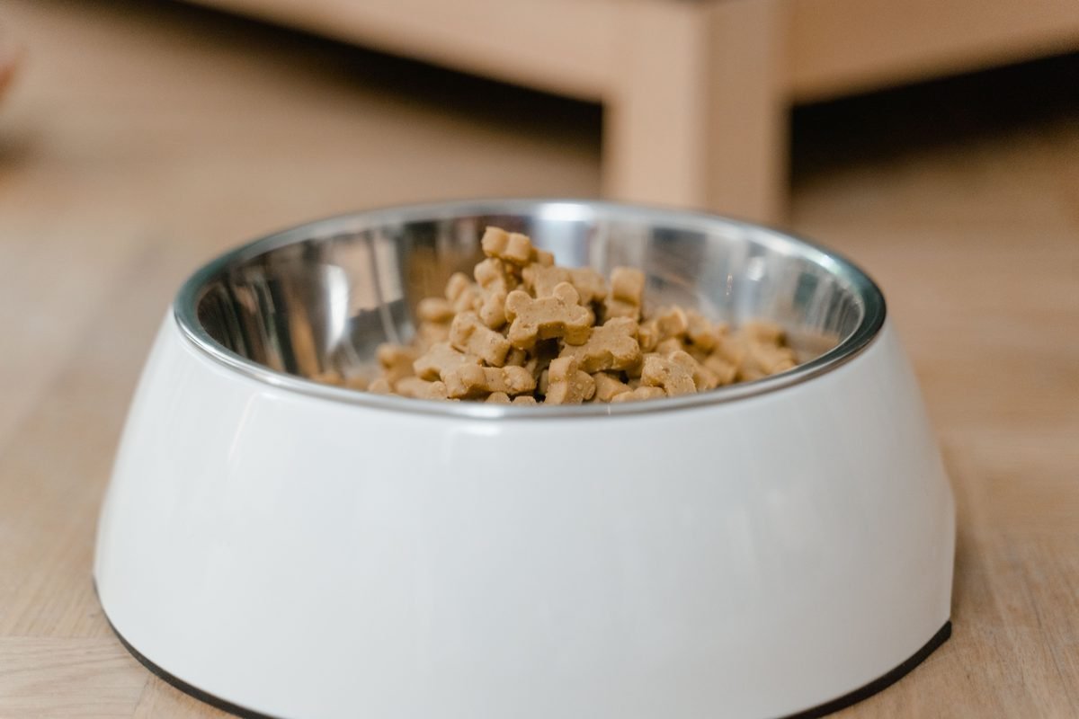 A white dog bowl containing dry kibble
