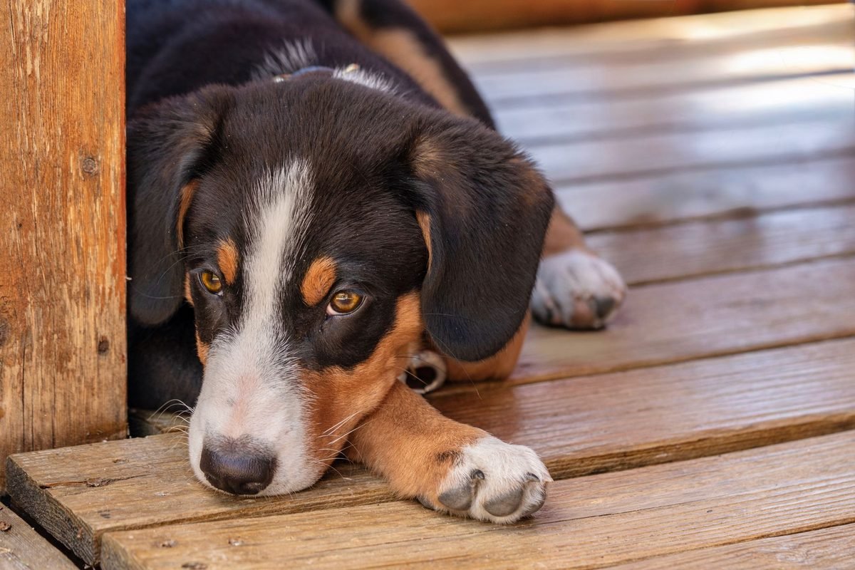 A young puppy lying down with oversized front paws stretched forward