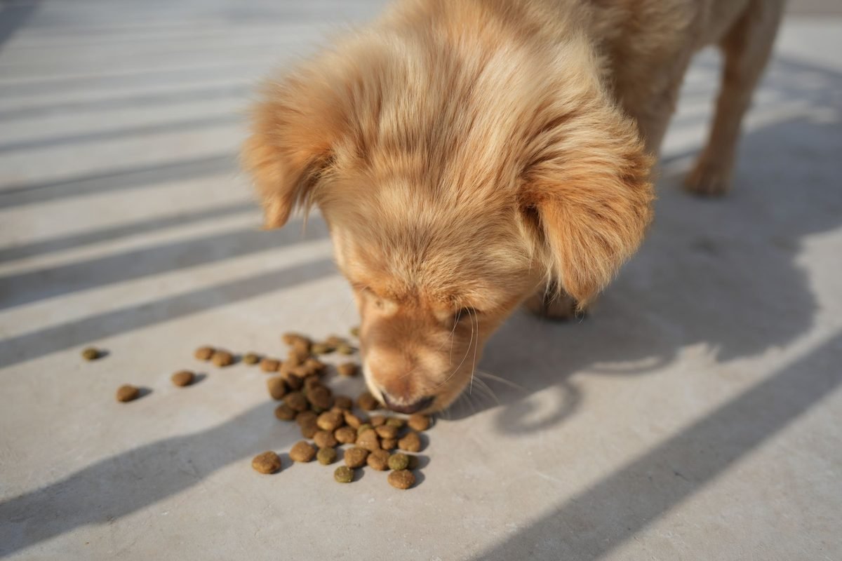 A golden puppy eating kibble from the floor