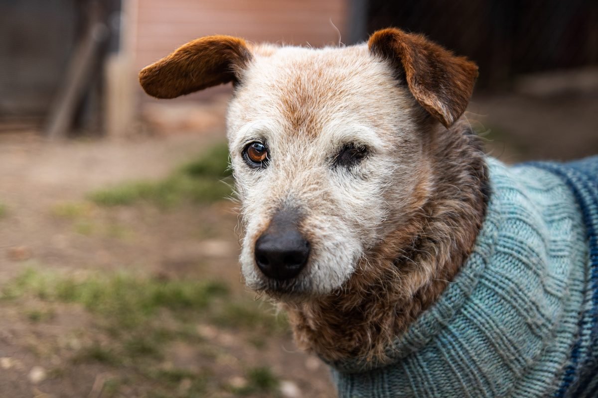 A senior dog with a greying muzzle wearing a knitted jumper