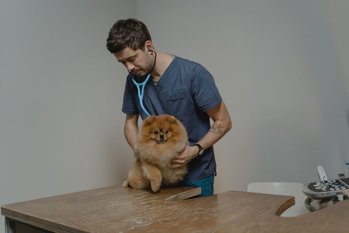 A veterinarian examining a small dog on an examination table