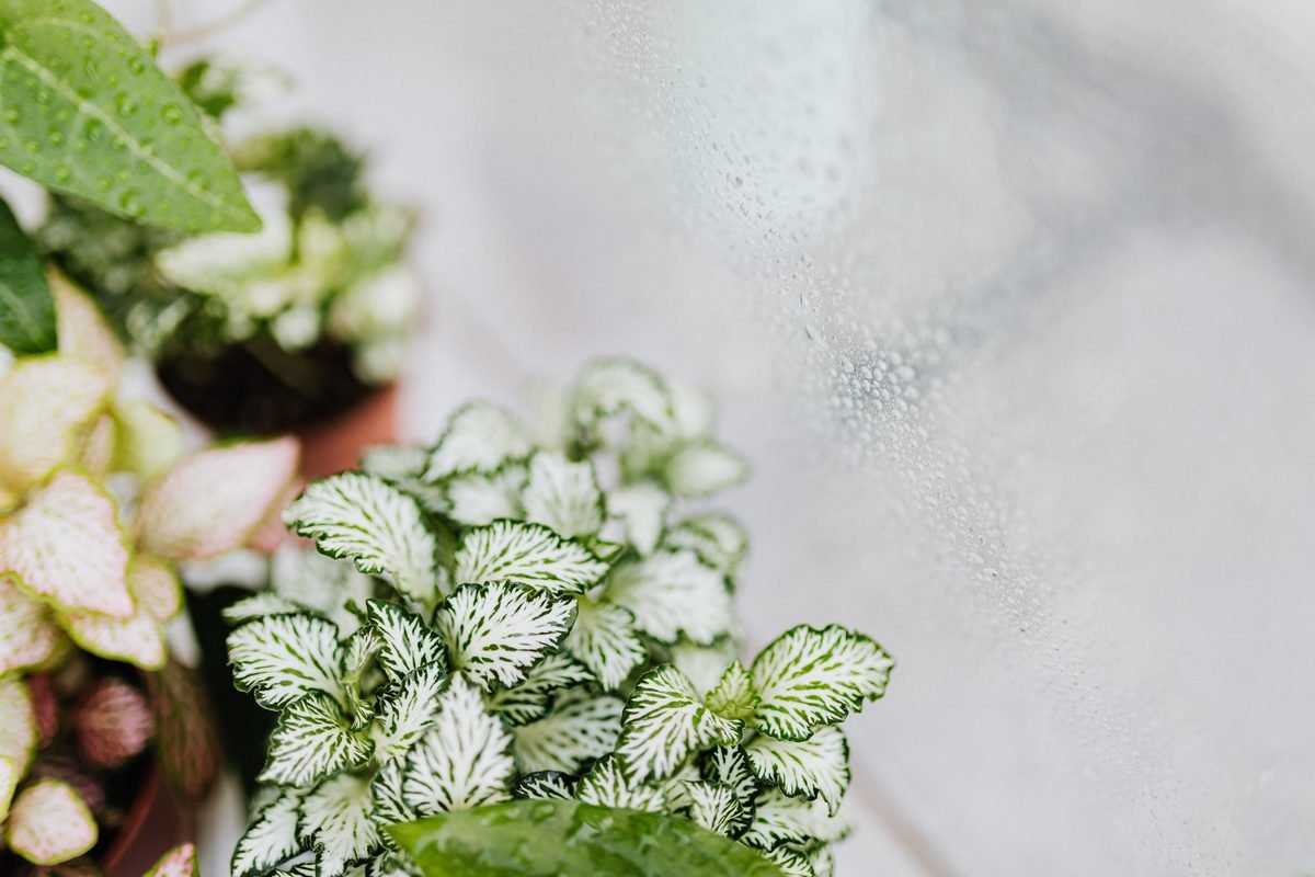 Leafy green houseplants on a windowsill