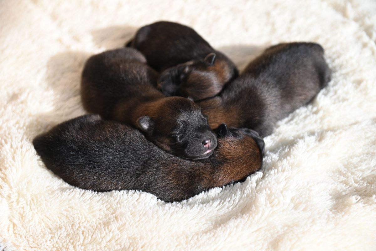 A litter of newborn puppies sleeping curled together