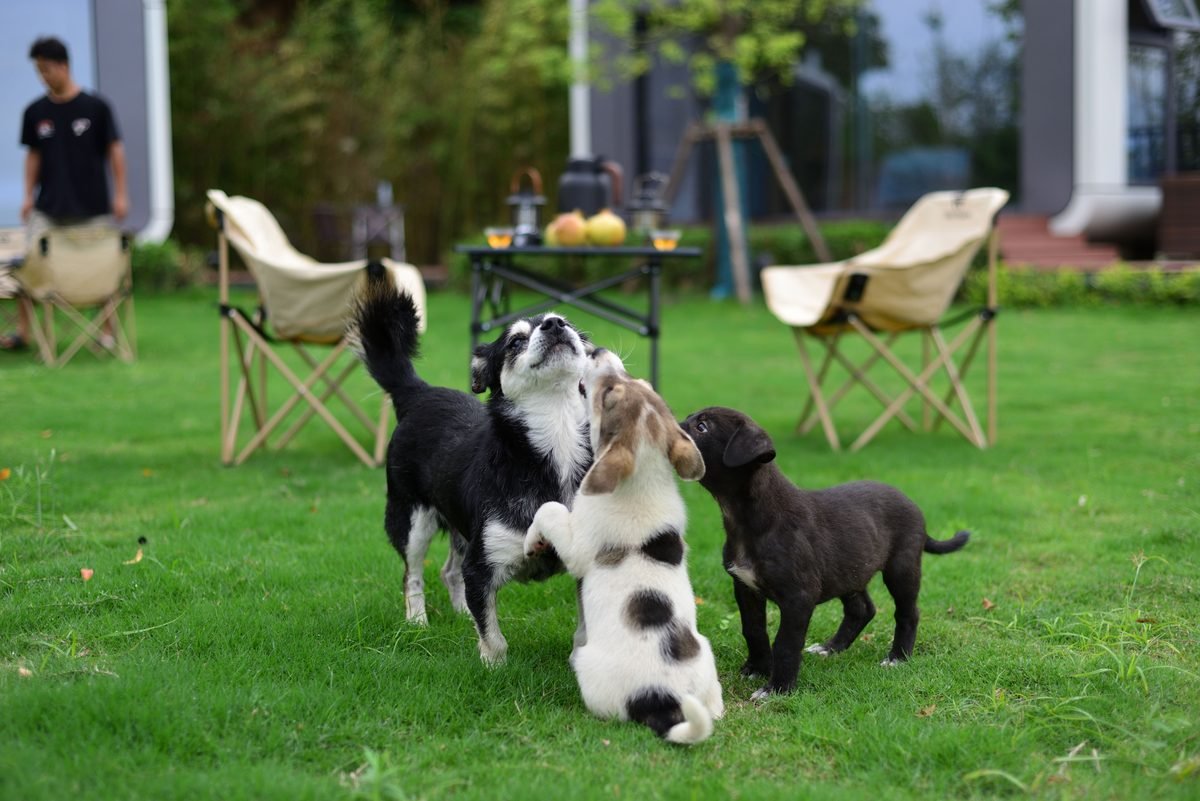Four puppies of noticeably different sizes playing together on grass