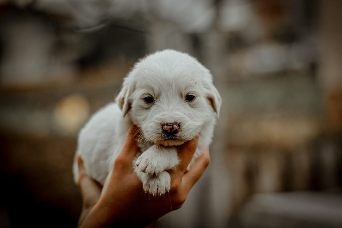 A small white puppy held in a person's cupped hand