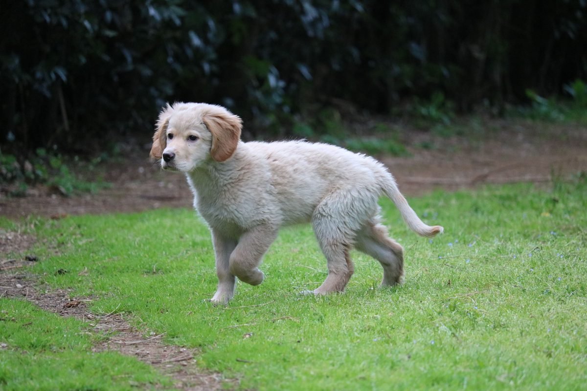 A leggy adolescent puppy walking across a lawn