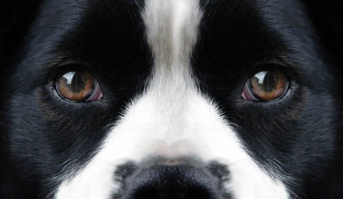Close-up of a black and white dog's eyes looking directly at the camera